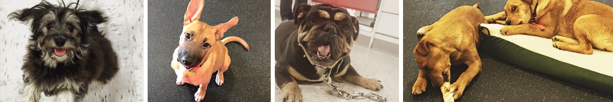 Dog_Play_Group_Angels_Pet_World_Banner