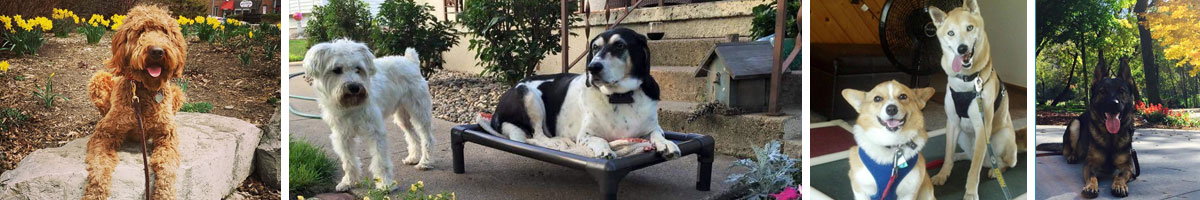 Dog_Training_Crystal_Clear_Training_Angels_Pet_World_Banner