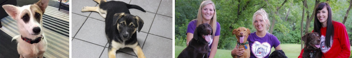 cocos-heart-dog-rescue-dog-rescue-Angels_Pet_World_Banner