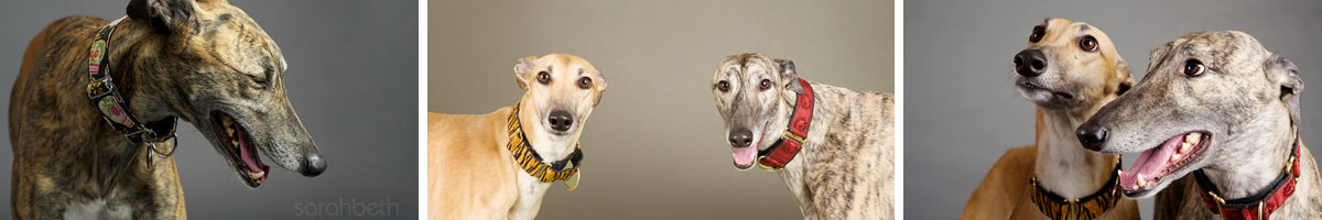 grehound-pets-of-america-dog-rescue-Angels_Pet_World_Banner