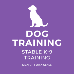 Dog-Training-Angels-pet-world