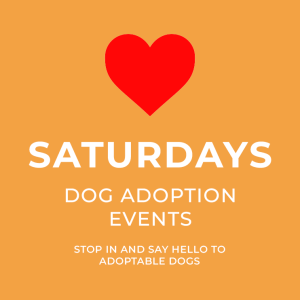 Saturday-adoption-events-Angels-pet-world