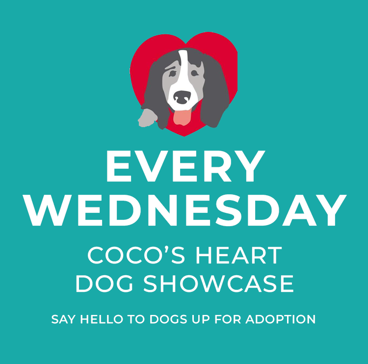 Wednesday-CocosHeart-DogShowcase-Adopt-Dog-Angels-pet-world